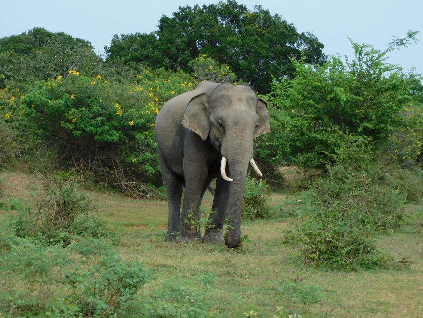 Udawalawe Half Day Tour With Visit Elephant Transit Home - Full Description of Safari Experience