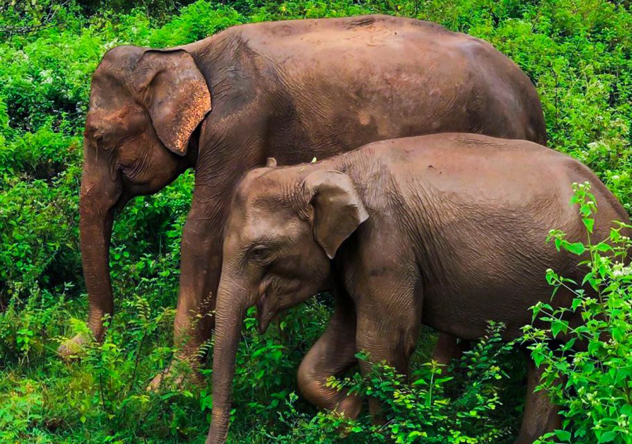 Udawalawe National Park Afternoon or Morning Safari - Safari Details