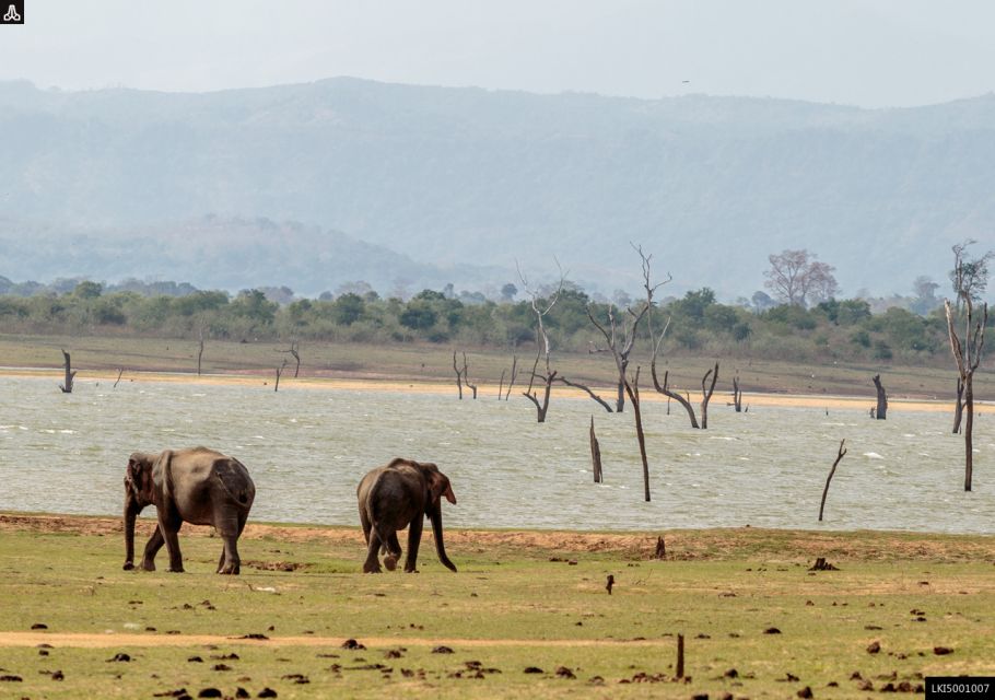 Udawalawe National Park Private Full-Day Safari - Wildlife Spotting