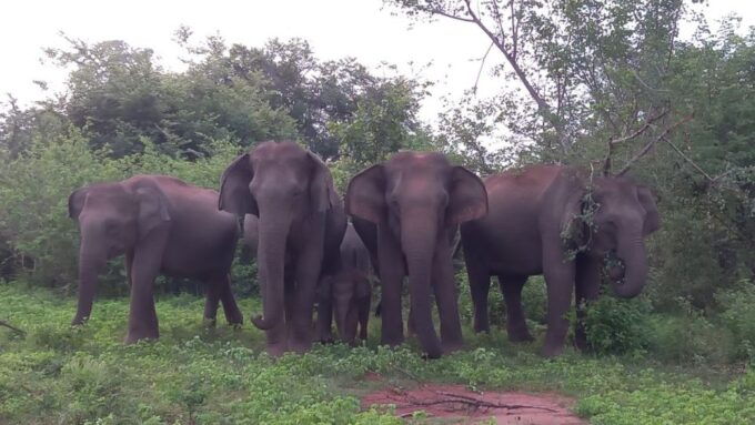 Udawalawe National Park Private Safari With Naturalist - Tour Inclusions