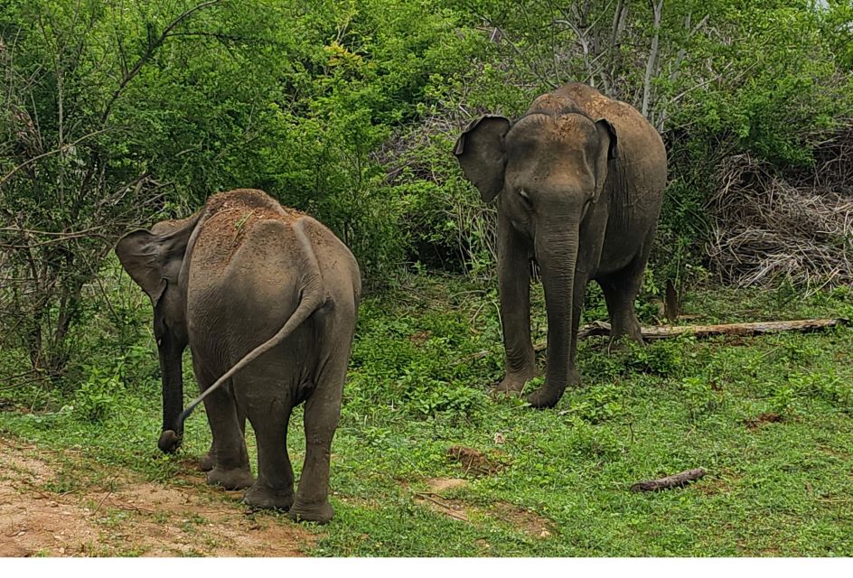 Udawalawe Safari Day Tour From Bentota/Aluthgama/Ahungalla - Inclusions and Services Provided