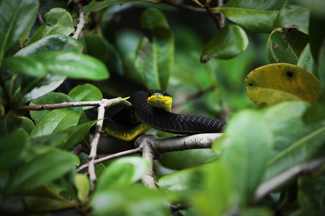 Ultimate Daintree Rainforest Wildlife Experience Cruise - Guided Tropical Ecosystem Insights