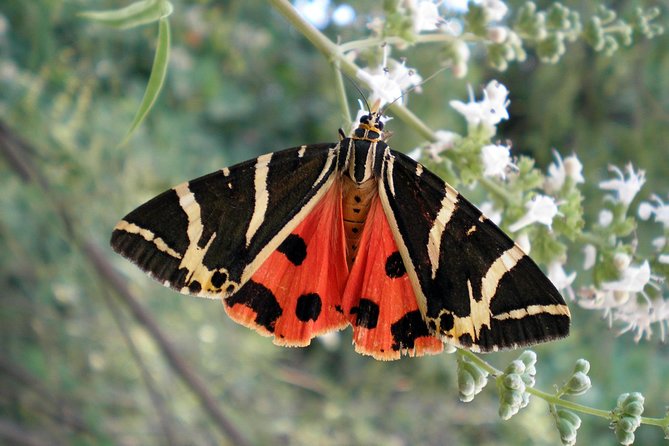 Valley of the Butterflies and Bee Museum Trip With Tastings  - Rhodes - Select Date, Availability, and Cancellation