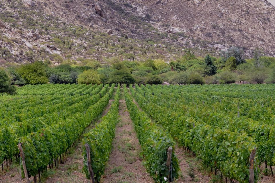 Vineyard Elegance: A Mendoza Wine Odyssey - Diverse Wine Tasting Experience