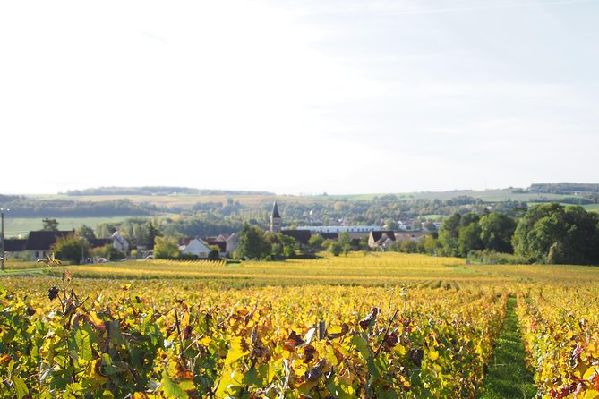 Vineyard Walking Tour & 5 Champagnes Tasting - Wine Selection and Pairings