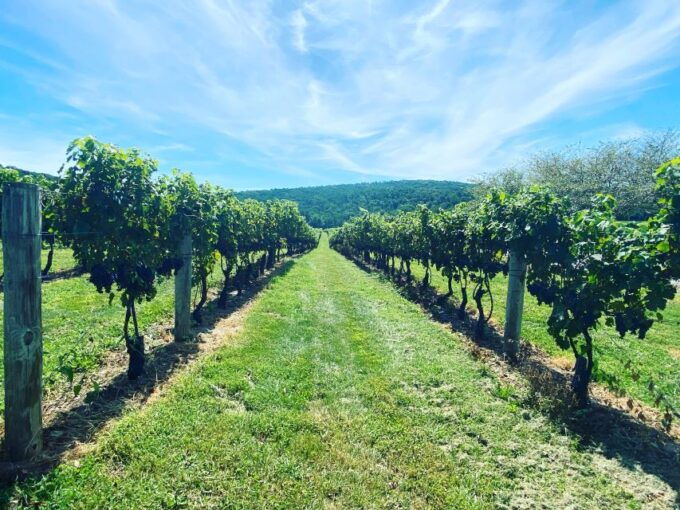 Virginia Wineries Tours: Experience Virginia Wineries - Comfort and Preparation