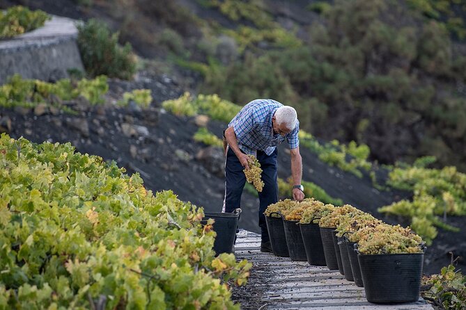 Visit Bodegas Teneguía Winery in La Palma With Wine Tasting - Traveler Feedback and Ratings
