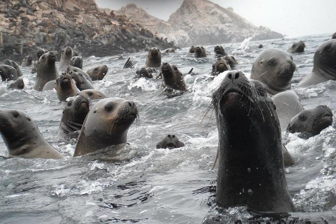 Visit the Sea Lions in Palomino Islands, in Lima Peru - Customer Testimonials