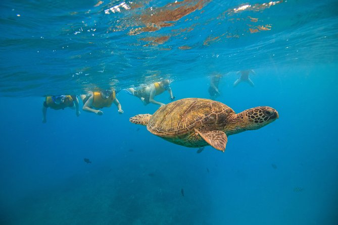 Waikiki: Turtle Canyon Snorkeling Tour From Honolulu  - Oahu - Snorkeling Experience