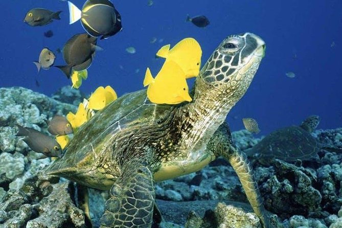Waikiki Turtle Snorkel Adventure With Manakai Catamaran - Experience Expectations