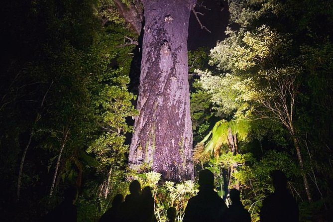 Waipoua Forest: Twilight Encounter - Maori Cultural Eco Night Tour - Logistics and Inclusions