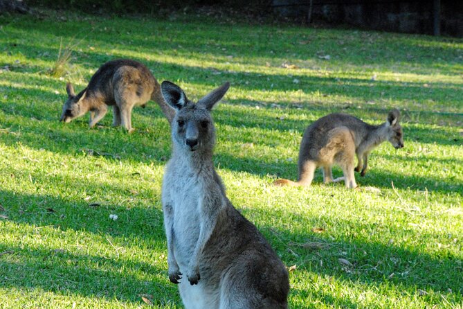 Walking With Wild Kangaroos Private Half-Day Trip From Sydney - Cancellation Policy