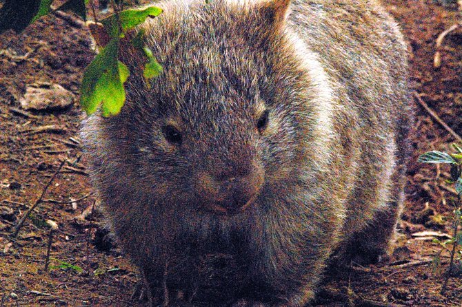 Walking With Wild Wombats Private Day Trip From Sydney - Wildlife Encounter Tips