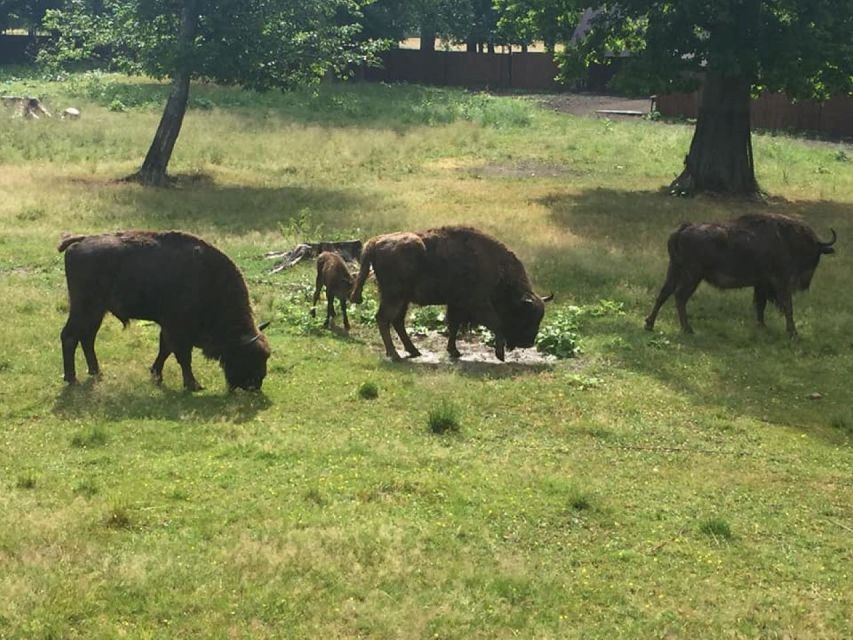 Warsaw: Bialowieza National Park and European Bison Tour - Guest Reviews