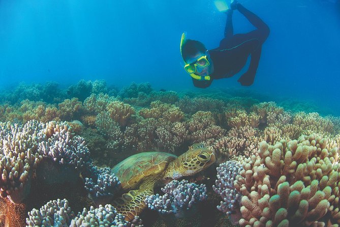 Wavedancer Low Isles Great Barrier Reef Sailing Cruise From Palm Cove - Booking and Confirmation Details