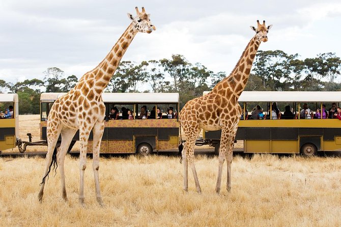 Werribee Open Range Zoo General Admission Ticket - Visitor Experience