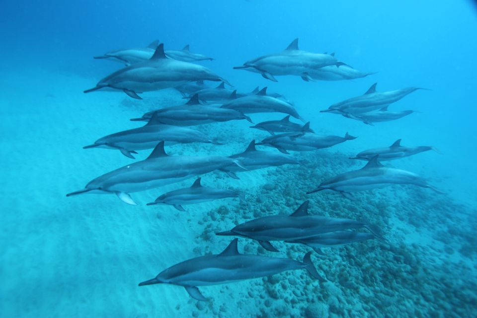 West O'ahu: Swim With Dolphins Catamaran Cruise - Customer Reviews