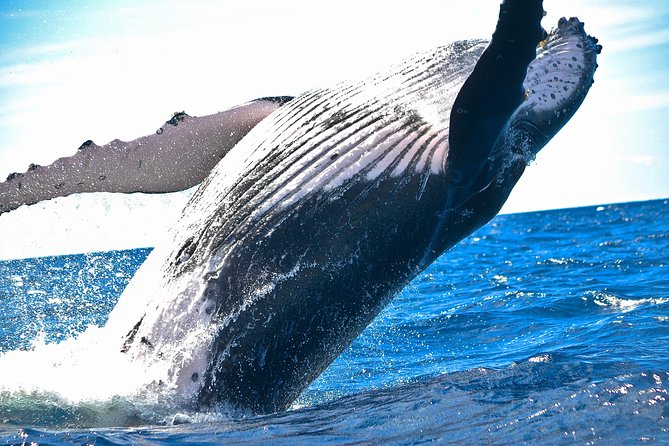 West Oahu Whale-Watching Excursion - Price Information
