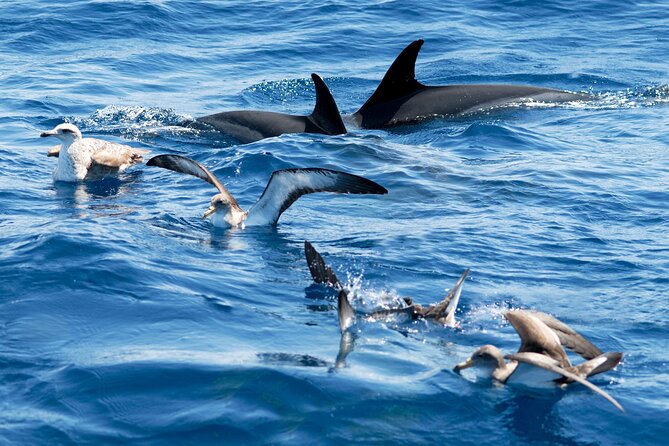 Whale and Dolphin Watching EcoAdventure in Tenerife - Traveler Reviews and Recommendations