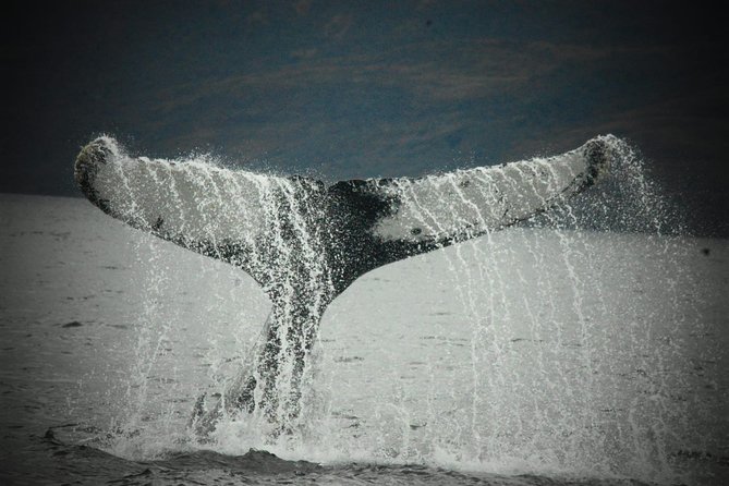 Whale and Glacier Watching From Punta Arenas Francisco Coloane Park - Customer Reviews and Testimonials