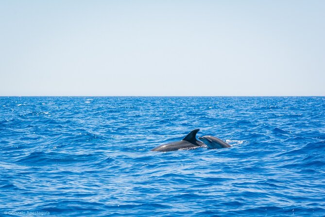 Whale & Dolphin Observation on Silent Catamaran With Hydrophone - Accessibility Information