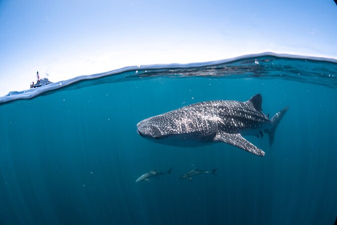 Whale Shark Safari - Cancellation Policy