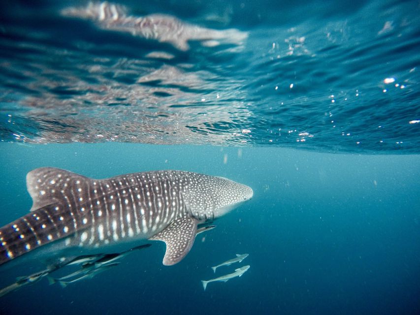Whale Shark With a Marine Biologist. - Inclusions