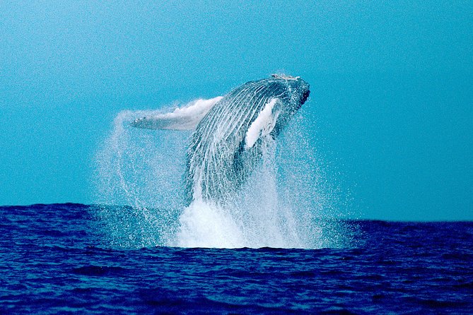 Whale Watch Excursion From the Big Island - Customer Testimonials