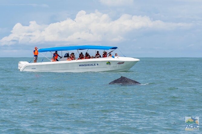 Whale Watching at the Marino Ballena National Park - Pricing Information