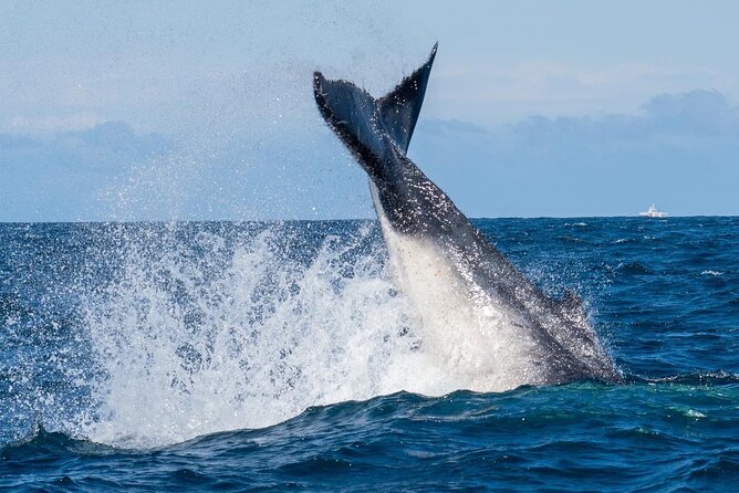Whale Watching Boat Trip in Sydney - Cancellation Policy Overview