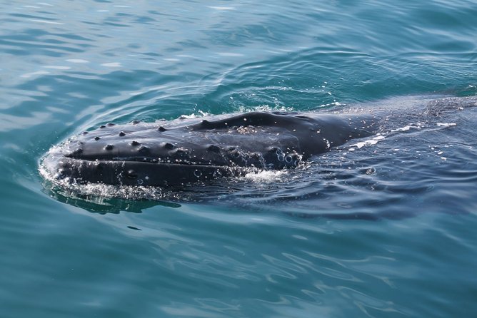 Whale Watching Busselton - Guided Tours
