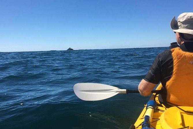 Whale Watching by Sea Kayak in Batemans Bay - Safety and Equipment