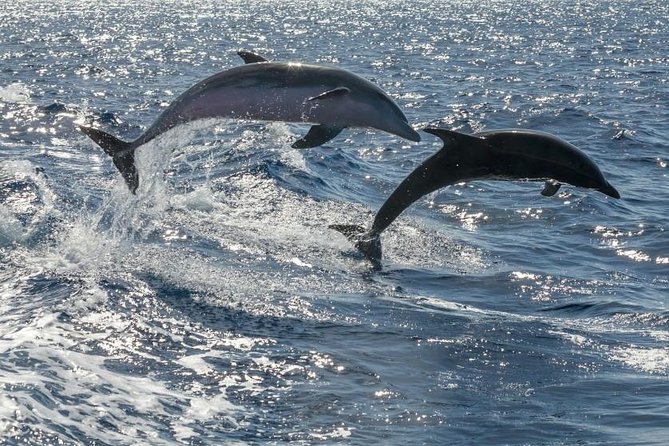 Whale Watching Catamaran to Los Gigantes & Masca (Including Drinks & Warm Lunch) - Booking Information