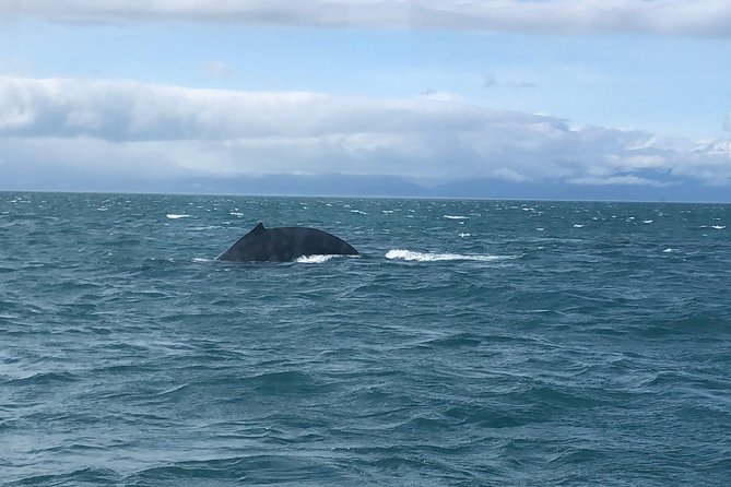 Whale Watching Charters Through Icy Strat Alaska - Venture Highlights