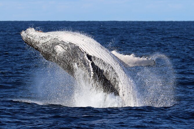 Whale Watching Cruise in New South Wales - Review Details