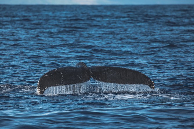 Whale Watching Cruise With Open Bar From Kaanapali Beach - Traveler Reviews