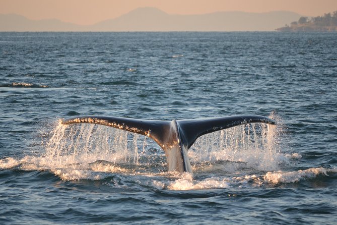 Whale Watching From Friday Harbor - Wildlife Encounters and Sightings