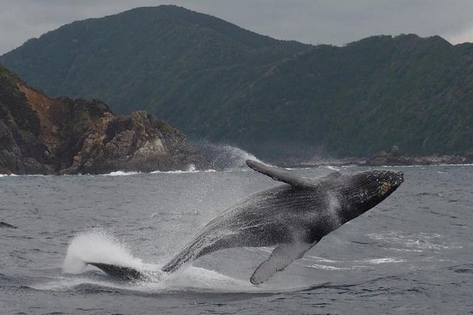 Whale Watching From Maalaea Harbor - Customer Reviews and Recommendations