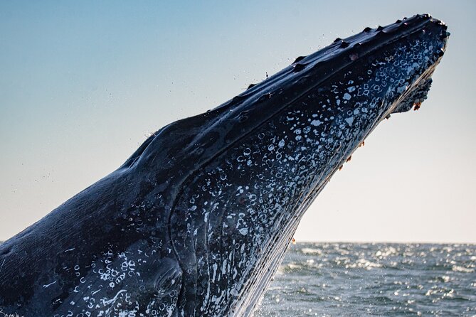 Whale Watching Gold Coast - Tips for Getting Great Photos