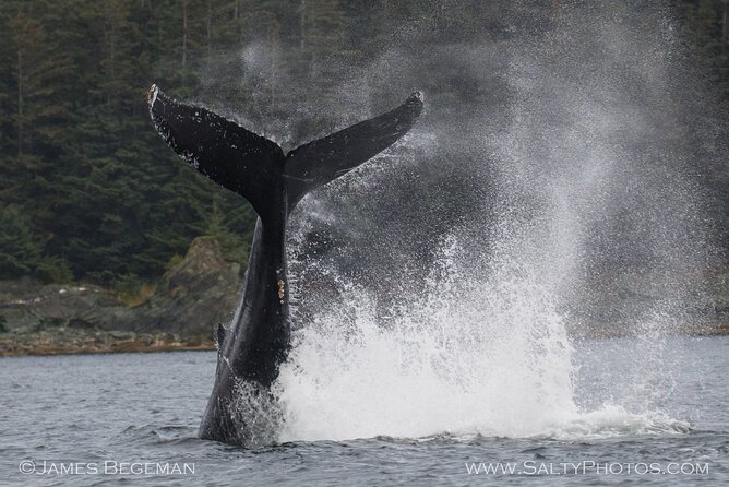 Whale-Watching, Icy Point, Hoonah , Whales, Orca, Killer-Whales. - Whale Watching Highlights