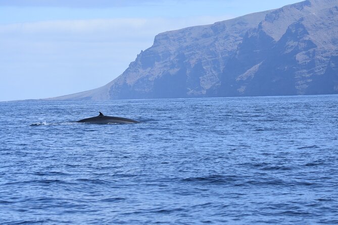 Whale Watching in Los Gigantes for Over 11 Years - What To Expect