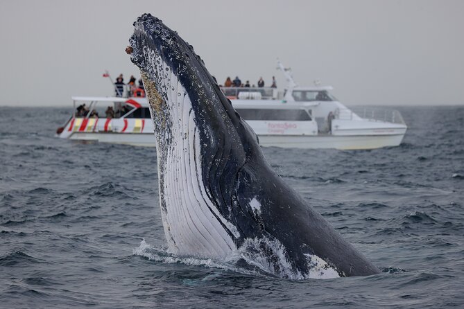 Whale Watching Sydney 2-Hour Express Cruise - Expectations and Guidelines