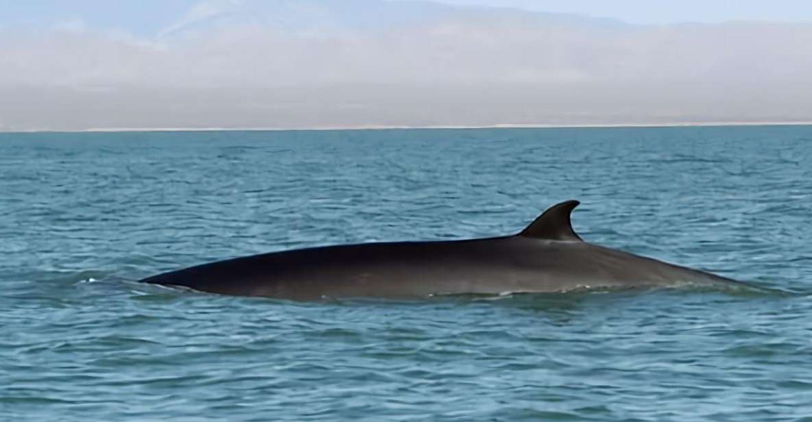 Whale Watching Tour SEASONAL - Expert Guidance on Board