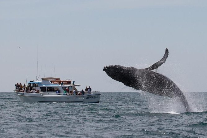 Whale Watching Tour - Inclusions and Amenities