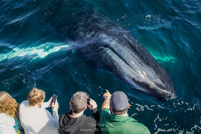 Whale Watching Trips to Stellwagen Bank Marine Sanctuary. Guaranteed Sightings! - Important Details