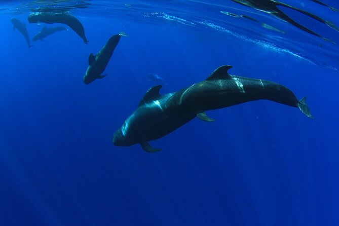 Whales Listening Eco-Catamaran Tour With Food Tasting - Meeting Point Information