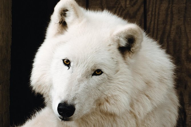 White Wolf Sanctuary Tour (Mar ) - Cancellation Policy