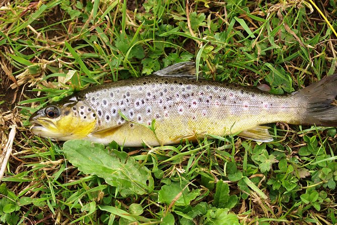 Wild Brown Trout Fly Fishing With Guide on Lough Corrib, County Galway. - Additional Information and Cancellation Policy