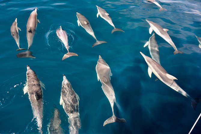 Wild Dolphin Watch Cruise - Equipment Provided and Accessibility