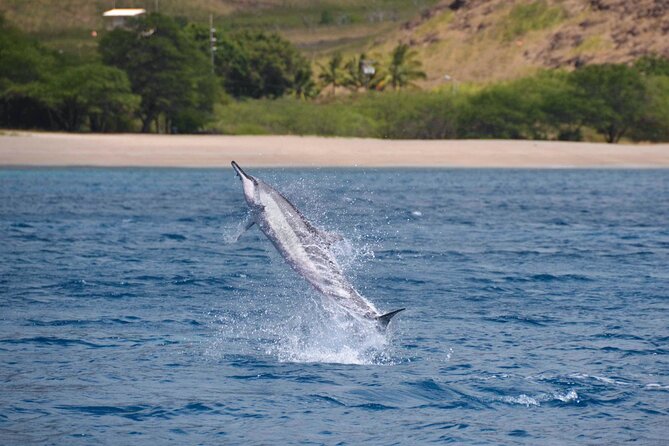 Wild Dolphin Watching and Snorkel Safari off West Coast of Oahu - Expert Guides Onboard